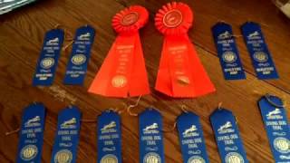 First Wheaten Terrier to Title in AKC NADD Dock Diving [upl. by Anum394]