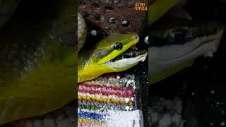 Gonyosoma oxycephalum vs Dendrelaphis pictus [upl. by Corney]