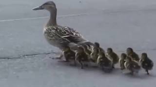 Mama Mallard amp Ducklings Leaving the City [upl. by Artemisia338]