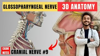 glossopharyngeal nerve anatomy  9th facial nerve anatomy  cranial nerve anatomy  maxillary nerve [upl. by Germann]