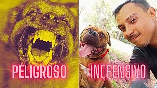 Perros de raza PELIGROSA mi experiencia [upl. by Neelat77]