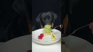 I didnt finish everything on my plate today Black Labrador Cute dog debut plan [upl. by Baalman]