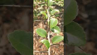 🌹⁴☆ Malpighiales •³⁷ Salicaceae  ¹ Great Hedge of India ▪︎ Flacourtia indica Governors Plum [upl. by Ayel]