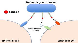 Bacterial Pathogenesis How Bacteria Cause Damage [upl. by Cromwell]