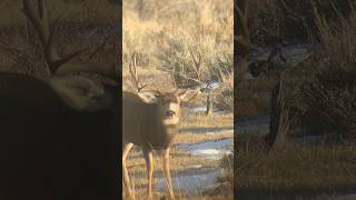 Big 4 point with kickers off both sides deer muledeer wildlife bigbuck nature buckwild ollin [upl. by Legir565]