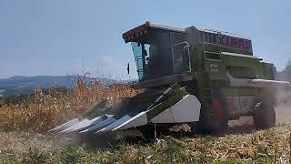 Claas Dominator 98 i petoredni hedervrsaj kukuruza Janjari 2024vlaga 8 [upl. by Katheryn]