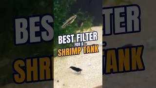 Shrimp Tank Filter  Best Filter for a Shrimp Tank  Coffee with Flip☕  Aquarium Podcast [upl. by Mirak]