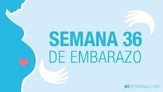 Semana 36 de embarazo  36 semanas de embarazo  El embarazo semana a semana [upl. by Neve831]