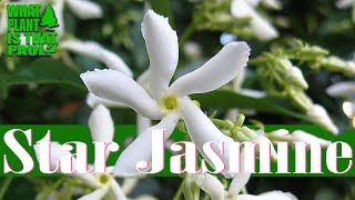 Star Jasmine  Can be used as a climbing vine a groundcover and a fragrant potted plant [upl. by Nue]