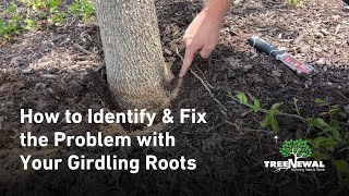 How to Identify amp Fix the Problem with Your Girdling Roots [upl. by Otha]