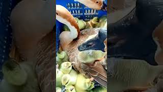 Duck shorts shortvideo viralvideo trending funny duck voice sound video ytshorts yt [upl. by Selemas688]