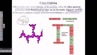 Enzyme cross linking [upl. by Asil]