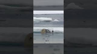 Polar Bears Stealty Ambush on a Seal From BBC Earth wildlife animals [upl. by Bolanger]