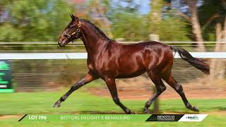 Lot 196 BETTORS DELIGHT X BENINJURD 2024 Nutrien Equine Melbourne Yearling Sale [upl. by Pozzy]