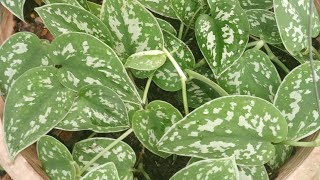 Scindapsus Pictus Argyraeus  Satin Pothos From Cuttings Given By My FriendImelda Ingram USA [upl. by Prentiss]