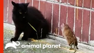 The Ultimate Unexpected Rat vs Cat Faceoff  Weird True amp Freaky [upl. by Lilah]