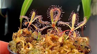 Propagating Drosera latifolia using leaf cuttings drosera propagation [upl. by Maya858]