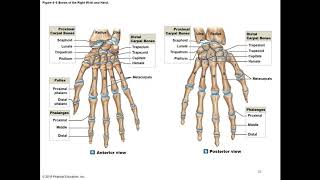 Chapter 8 Appendicular Skeleton [upl. by Lilli]