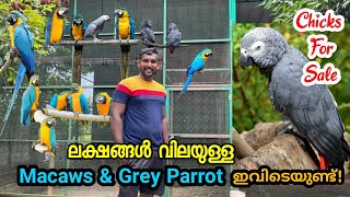 Quality Macaws and Grey Parrot കുഞ്ഞുങ്ങൾ വില്പനക്ക് Blue and Gold Macaw  Grey Parrot  Bird Farm [upl. by Conley70]