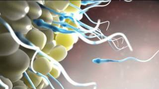 Epic Animation Demo Reel  2010  Nucleus Medical Media [upl. by Goggin139]