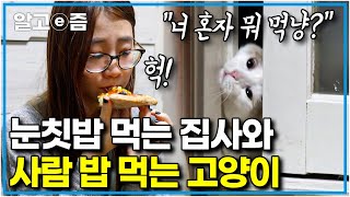 quot밥 한번 편하게 먹고 싶어요quot 사람 음식부터 쓰레기까지 먹는 고양이｜ 입에 닿는 거라면 일단 흡입하고 보는 고부해 역대급 식탐냥｜고양이를 부탁해｜알고e즘 [upl. by Ody]