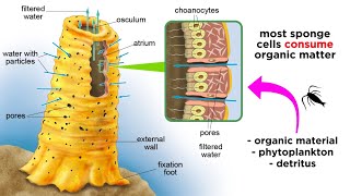 Phylum Porifera Sponges [upl. by Assennev]