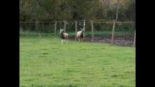 Breeding Toggenburg Goats [upl. by Eiznyl176]