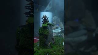 Tiger Centipede Ecosystem Part  2 shorts bluebox [upl. by Kennet715]