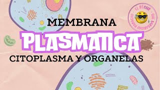 CELULA MEMBRANA PLASMATICA CITOPLASMA Y ORGANELAS [upl. by Ahsiekit]