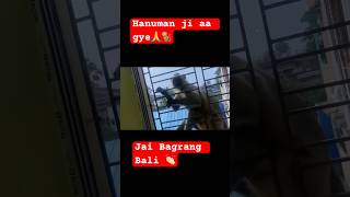 Angry Bandar🥵🐒 Funny monkeysindian langur snatching eating  hanuman bandar  monkey bandar [upl. by Mulac]