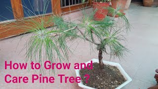 How to grow Pine Tree  Care and Tips  8 July 2017 [upl. by Airemaj82]