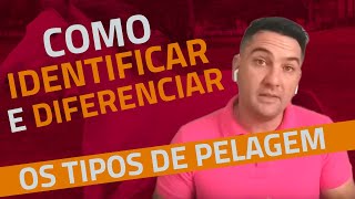 Como aprender a diferenciar e identificar os TIPOS DE PELAGENS dos Cavalos [upl. by Ysnap]