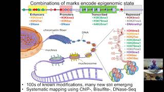 MIT CompBio Lecture 08  Epigenomics [upl. by Mountford498]