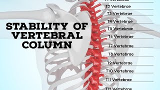 Stability of vertebral column [upl. by Arej675]