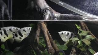 Archerfish shooting amp jumping at crickets [upl. by Anirbak27]