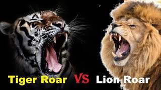 Tiger Roar VS Lion Roar  Tiger Roar VS Lion Roar Which is The Best [upl. by Ursala]