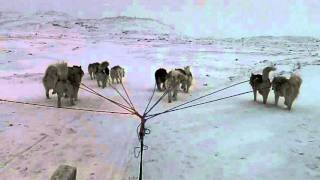 Dog sledding Iqaluit January 29 2012 [upl. by Nomannic]