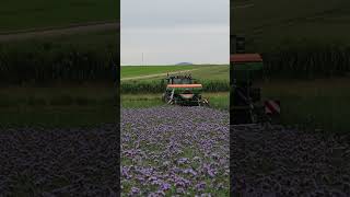 Direktsaat in Phacelia  John Deere 6155R  Amazone Kombination  Festival Agroökologie 2024 [upl. by Penni]