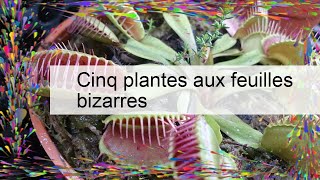 Cinq plantes aux feuilles bizarres [upl. by Valtin]