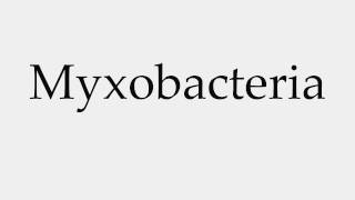 How to Pronounce Myxobacteria [upl. by Stanwin54]