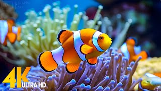 Aquarium 4K VIDEO ULTRA HD 🐠 Beautiful Coral Reef Fish  Relaxing Sleep Meditation Music 15 [upl. by Essirahc]