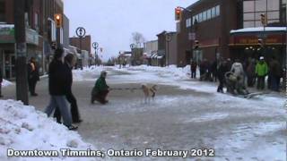 Downtown Timmins Dog Sledmpg [upl. by Wales394]