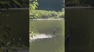 Great blue heron bird makes a strong statement  I maintain my posture even when its very windy [upl. by Flavius]