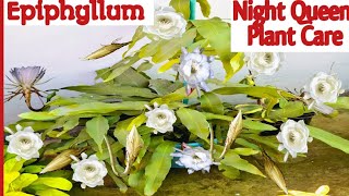 Epiphyllum  Night Queen Flower Plant Care  ब्रह्मा कमल के बारे मे पूरी जानकारी [upl. by Enymzaj59]