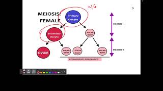 CH 22 1 Oocytes Chromosomes [upl. by Gottuard]