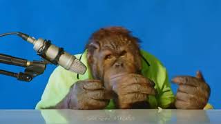 orangutan asmr  Orang Utan ASMR [upl. by Yznil]