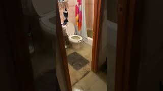 House Gets Flooded With Water Flowing Out of Toilet After Downpour in New York  1239677 [upl. by Aurelea727]