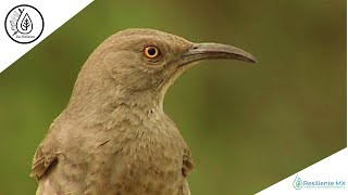 VOZ y CANTO Cuicacoche Pico Curvo Toxostoma curvirostre Curvebilled Thrasher quotAlas Resilientesquot [upl. by Ragg]