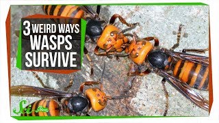 3 Wasps That Will Do Anything to Survive [upl. by Axel107]