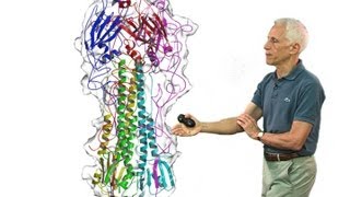 Stephen Harrison Harvard Part 2 Viral membrane fusion [upl. by Acirehs]